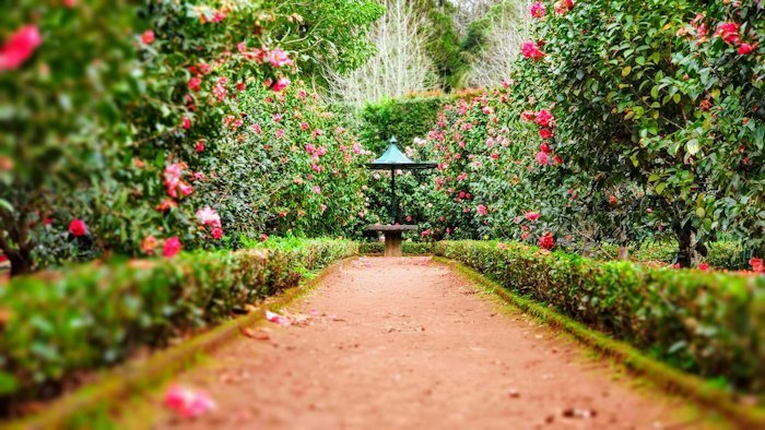 Gepflegter Gartenweg zwischen Hecken
